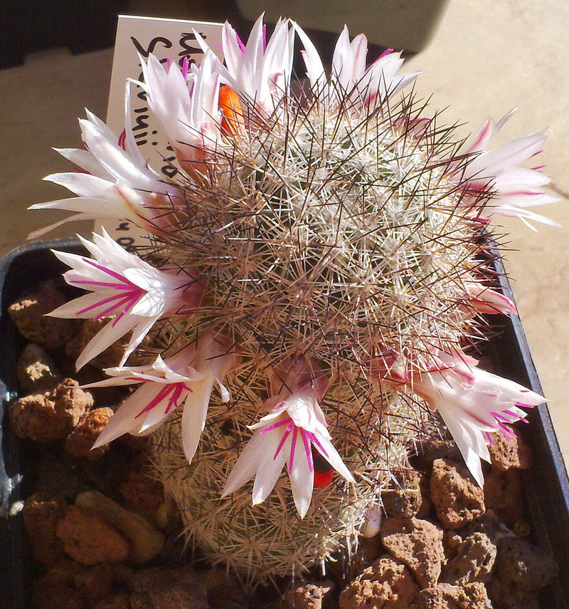 Mammillaria slevinii
